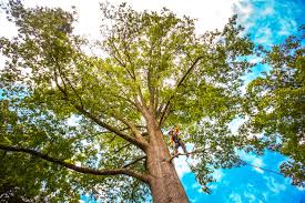 Best Tree Health Inspection  in Lodi, CA